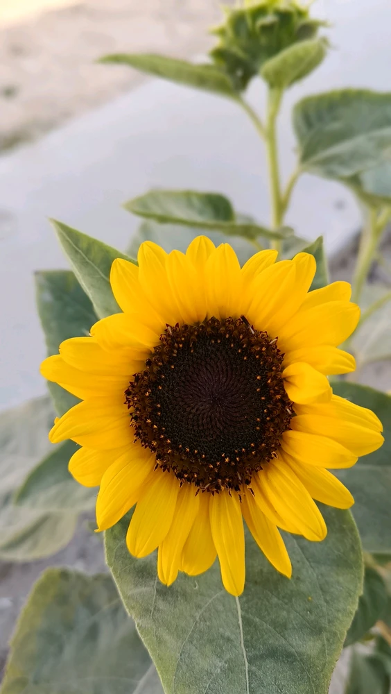 GIF uploaded by Htet Kyaw Kyaw