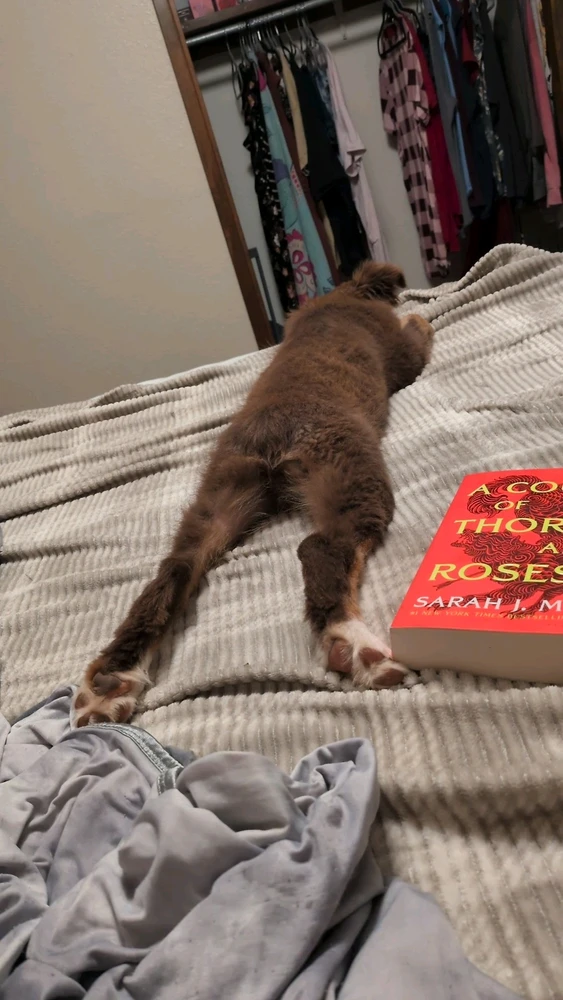 This little guy tore my book up......