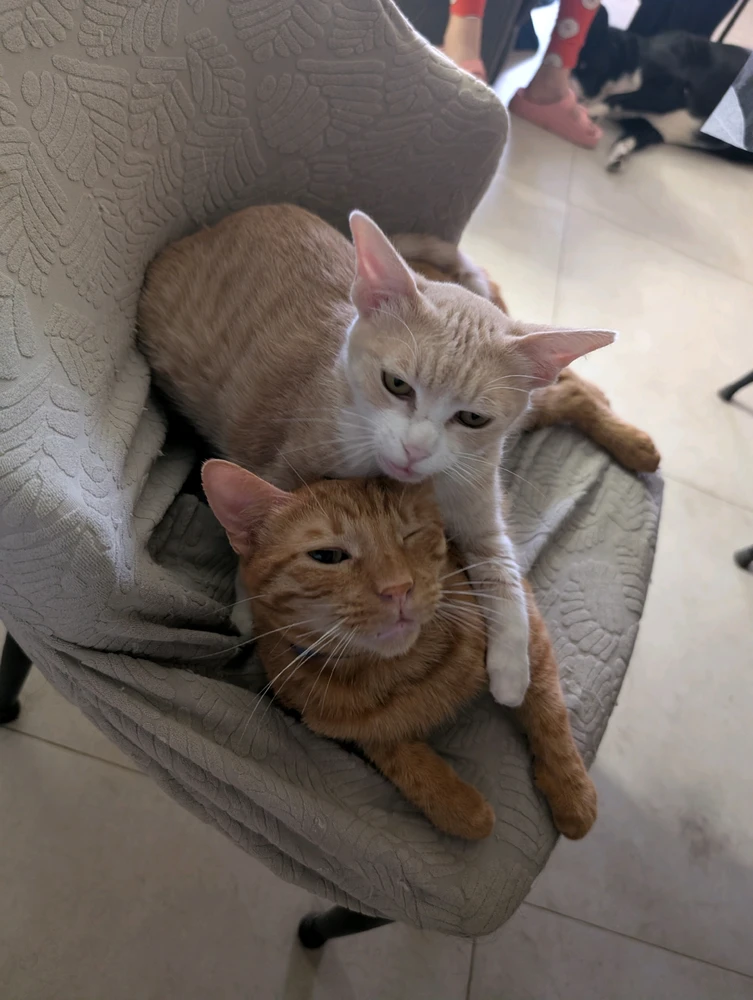 Image uploaded by Shanni