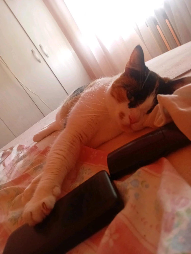 GIF uploaded by Korin