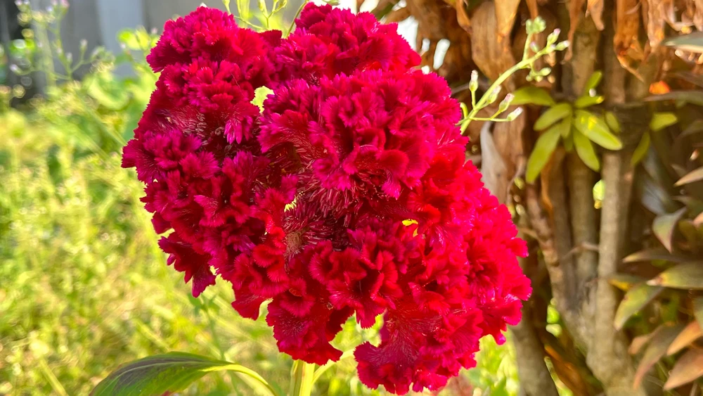 Gambar diunggah ku Tica