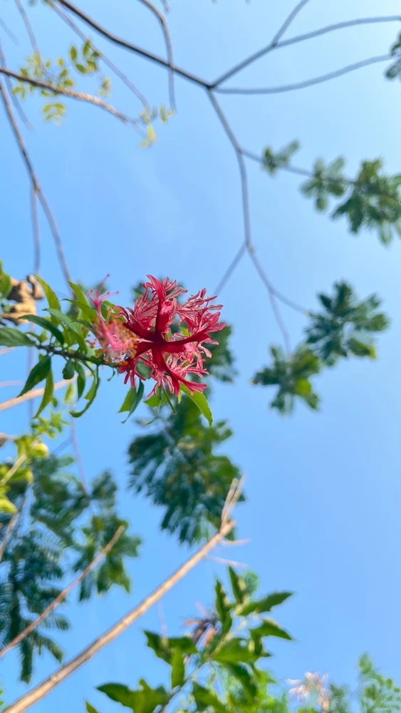 Gambar diunggah ku Tica