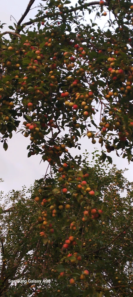 Kas پاران اپ لوڊ ڪيل تصوير