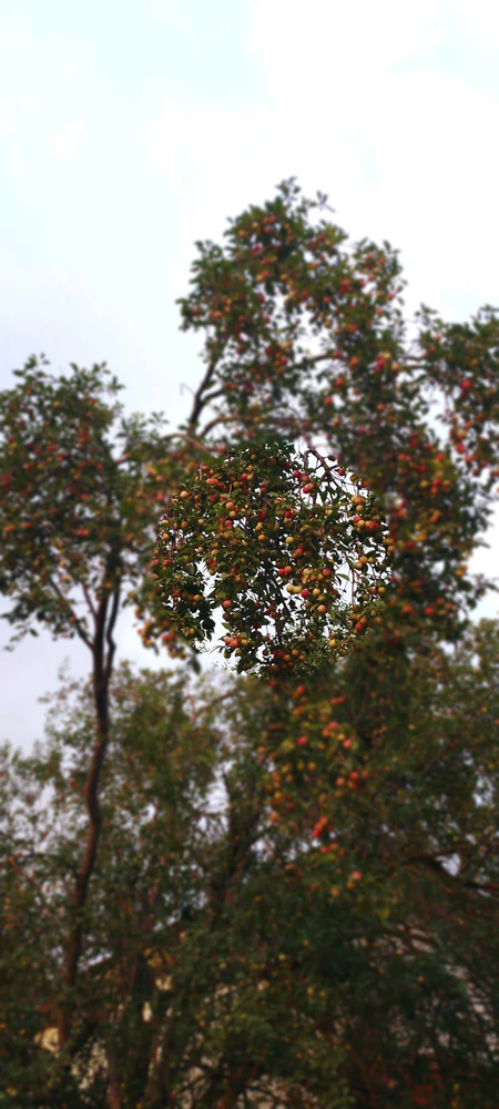 Kas پاران اپ لوڊ ڪيل تصوير