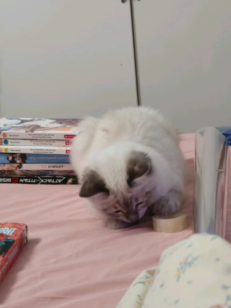 GIF được Cherry tải lên
