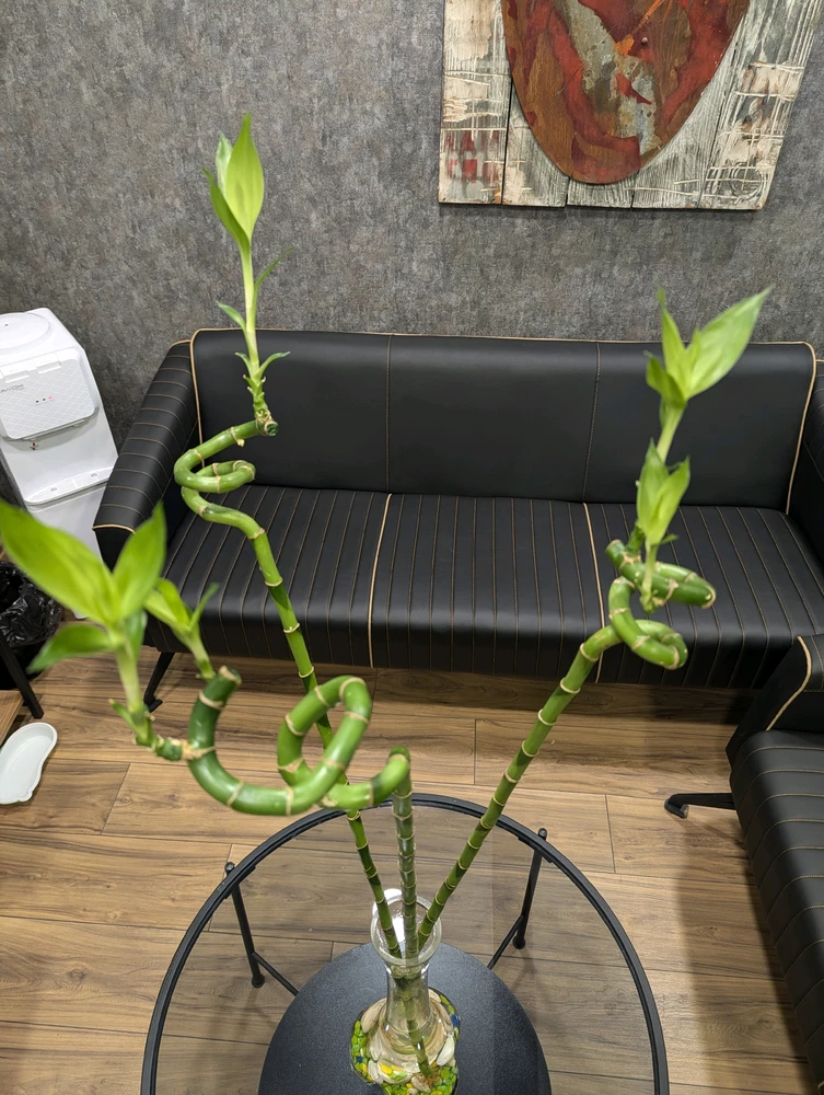 בילד ארויפגעלאדן דורך Samoo