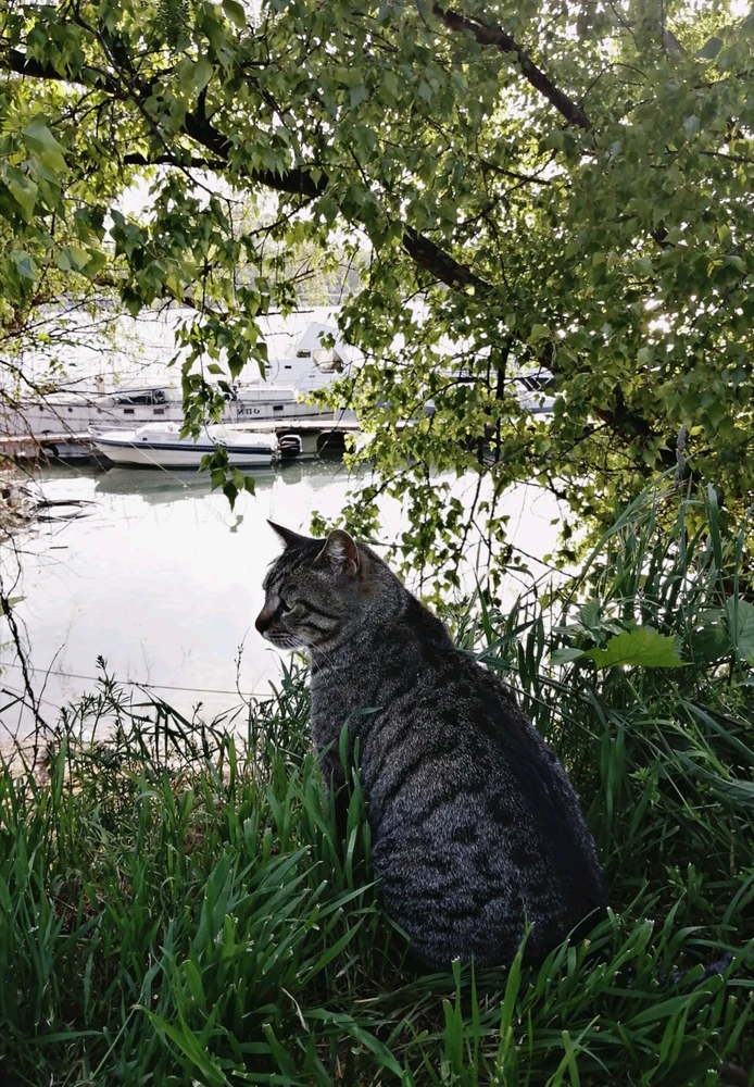 GIF Iris tarapyndan ýüklenen