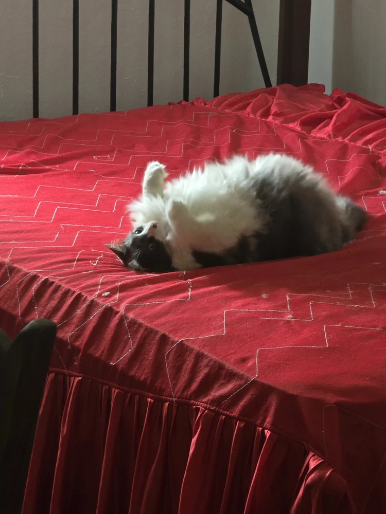GIF загружаны Mass