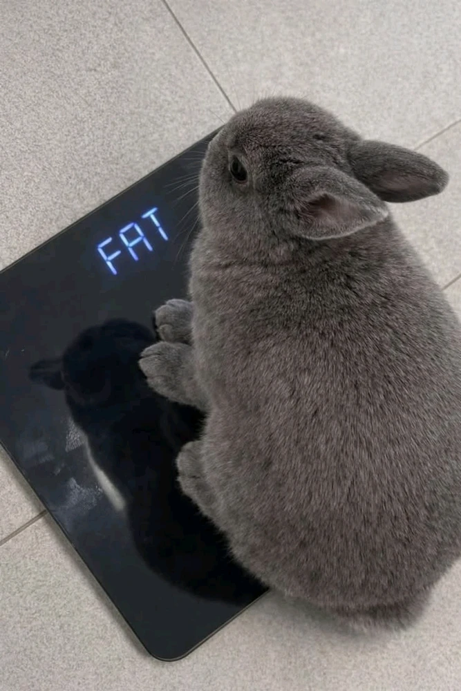 GIF încărcat de Grim Reaper