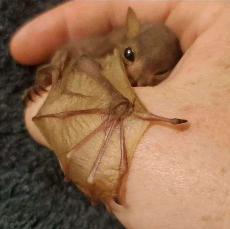 GIF Choronzon tarapyndan ýüklenen