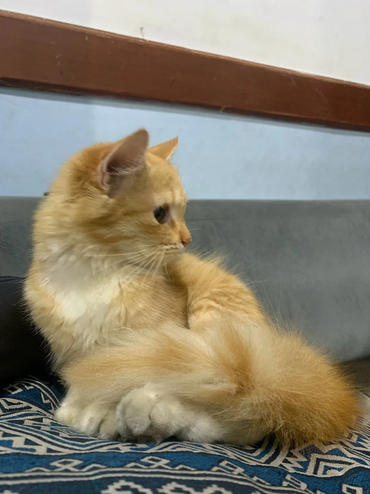 GIF diunggah ku Merry