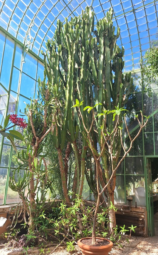 Image uploaded by Giordano