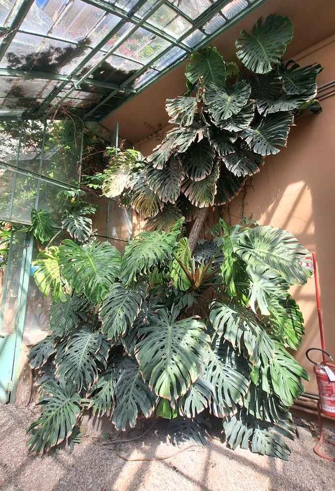Image uploaded by Giordano