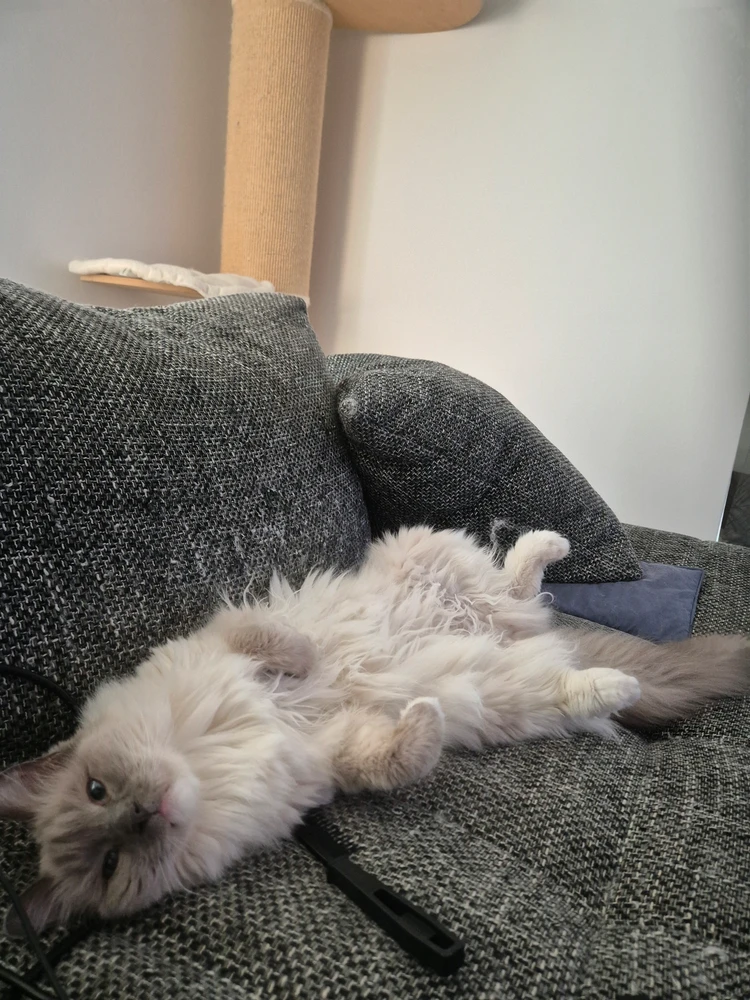 GIF diunggah ku Martin