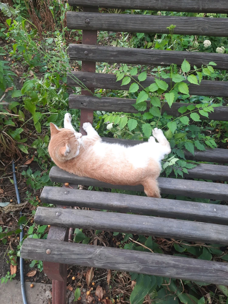 GIF uploaded by Toma Leonard-Gabriel