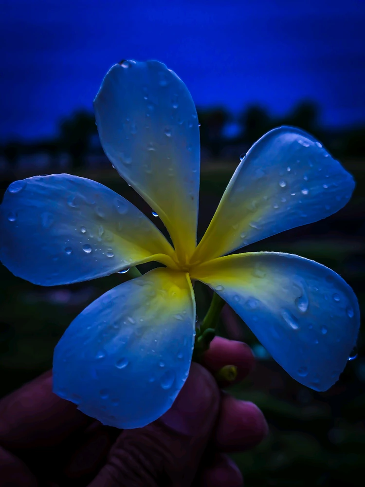 Gambar diunggah ku Sandeep Singh