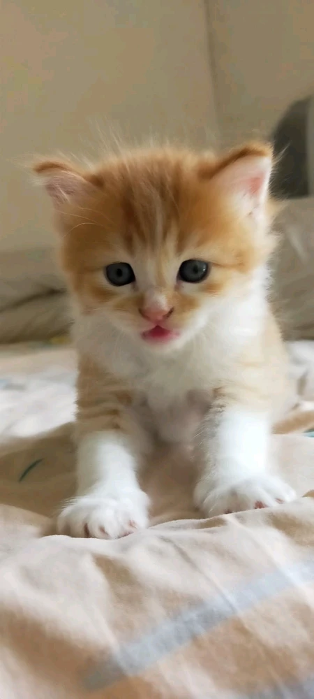 GIF dimuat naik oleh Putri