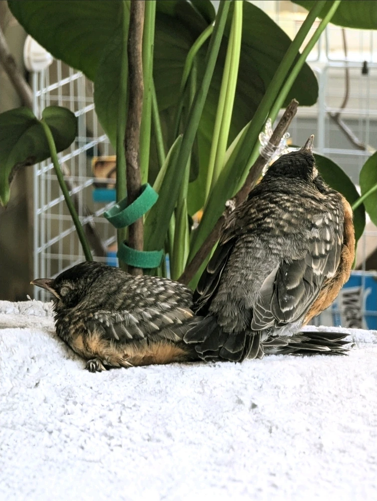 GIF uploaded by Sage