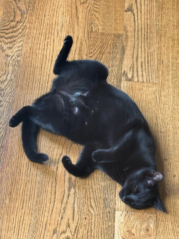 GIF uploaded by Caleb