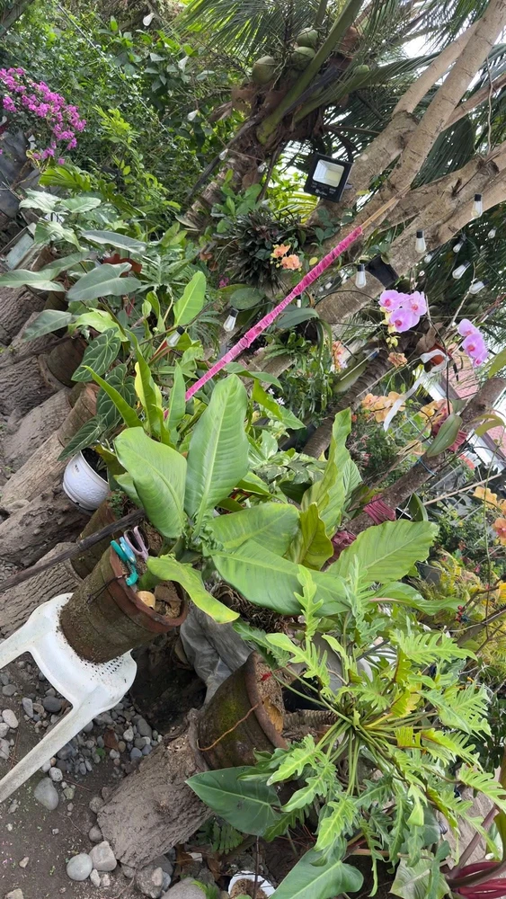 Image uploaded by Cehlihnah