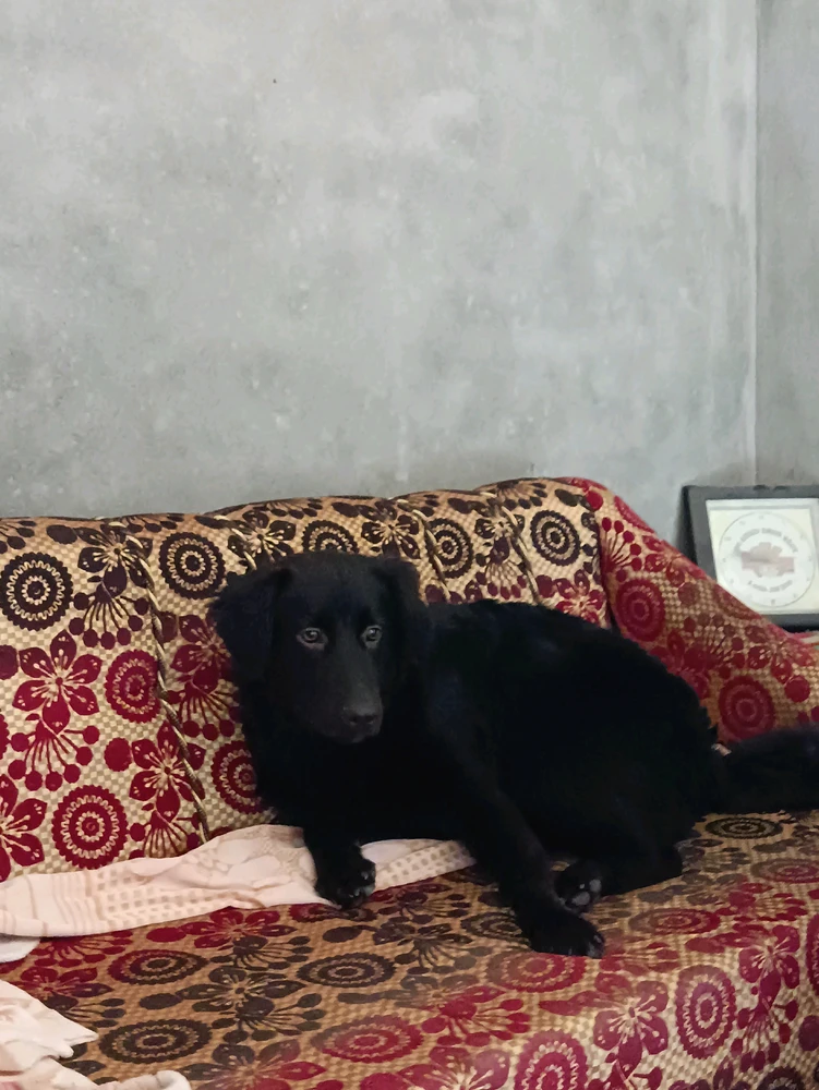 8 month old