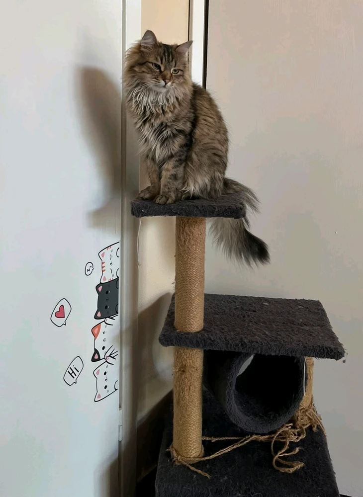 GIF uploaded by Cat-a-strophe