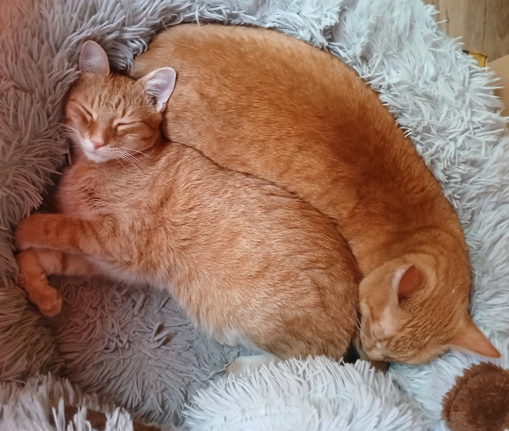 GIF uploaded by Cat-a-strophe