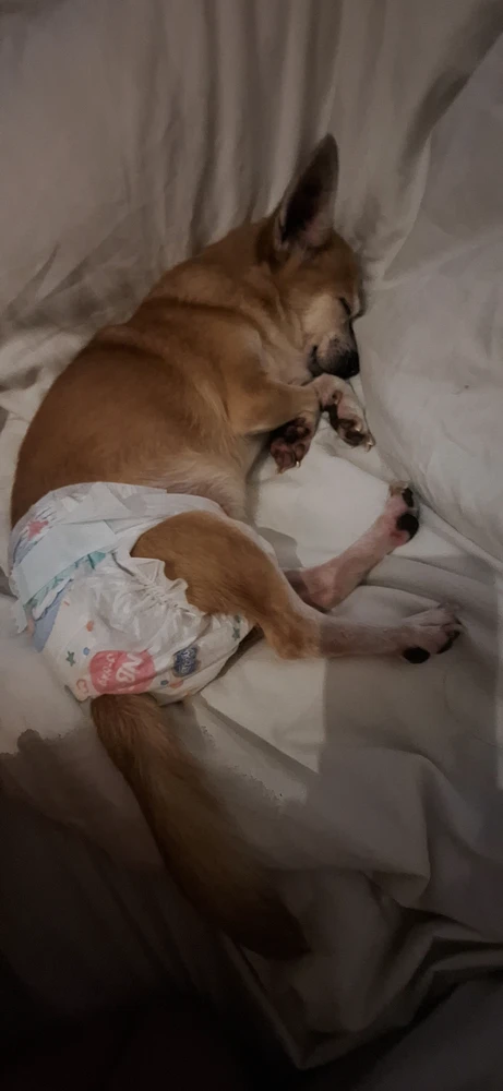 a sleeping dog