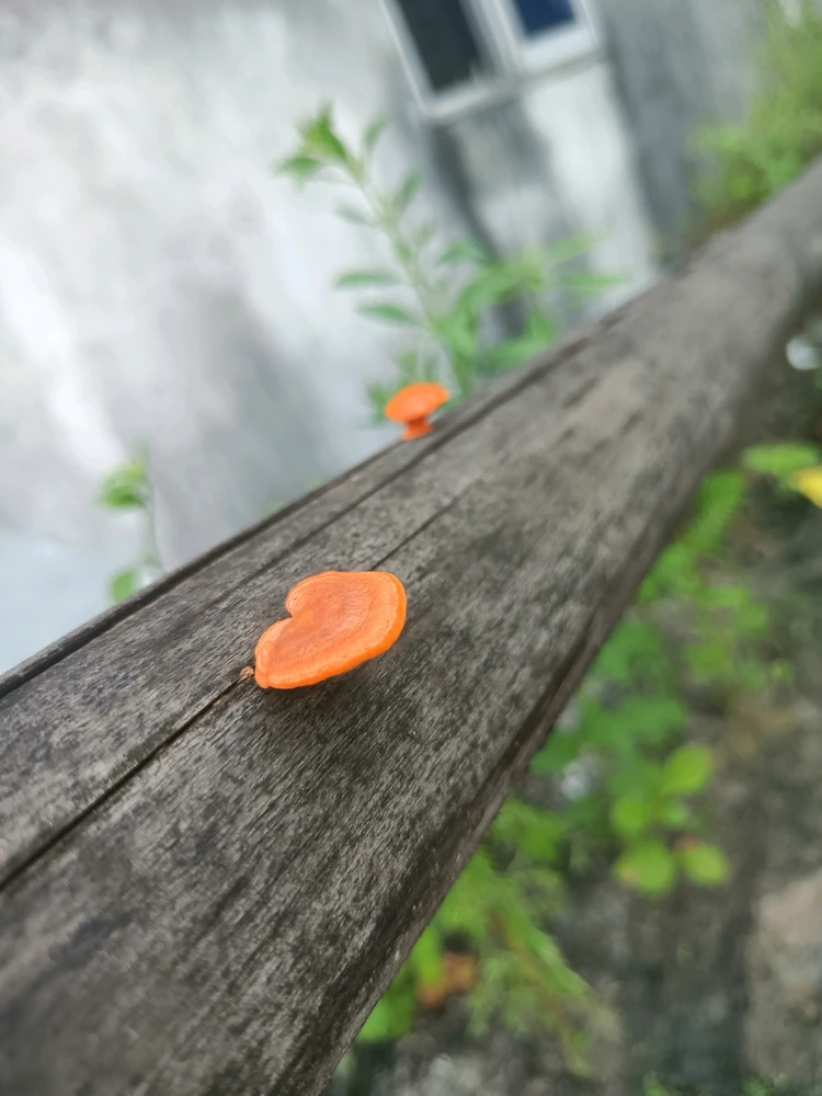 Àwòrán tí Nazmul hasan antor fi sí