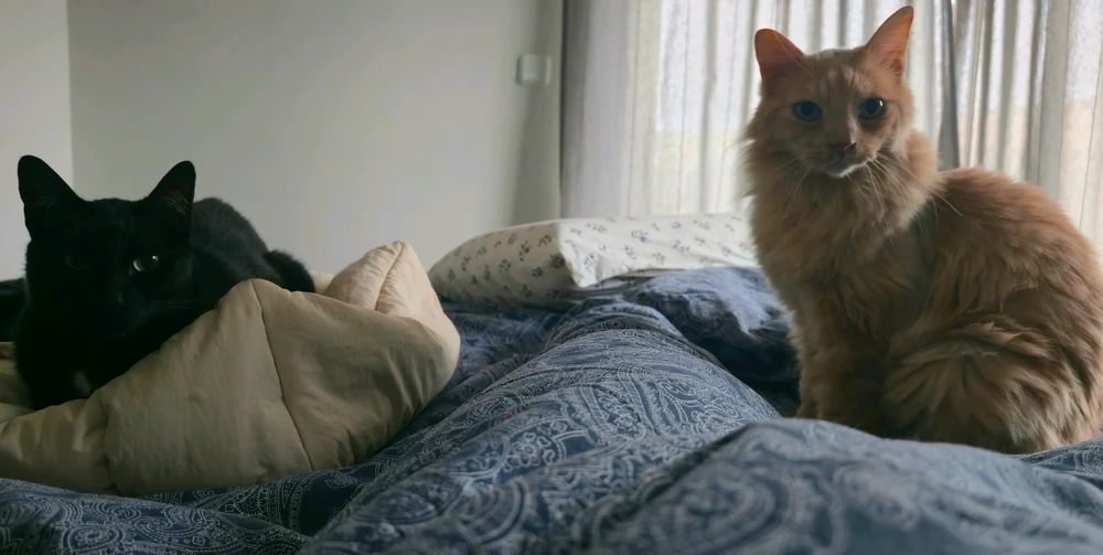 GIF postavljen od Catarina