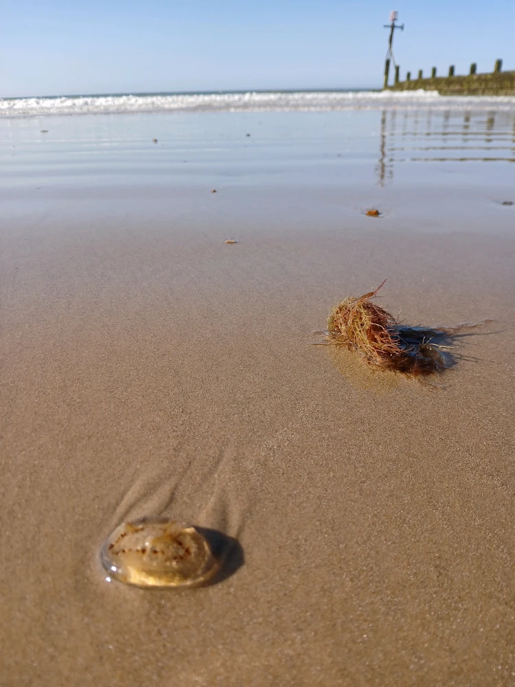 Stranded Jellyfish on Sheringham Beach