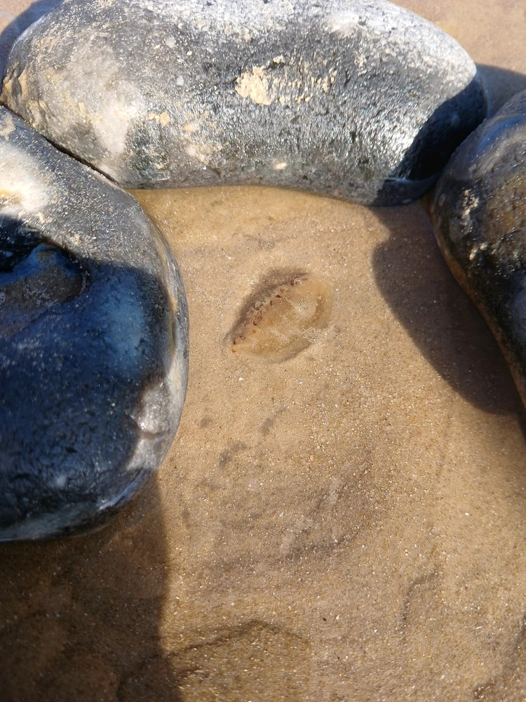Stranded Jellyfish in his own, personal, hand-made rock pool.