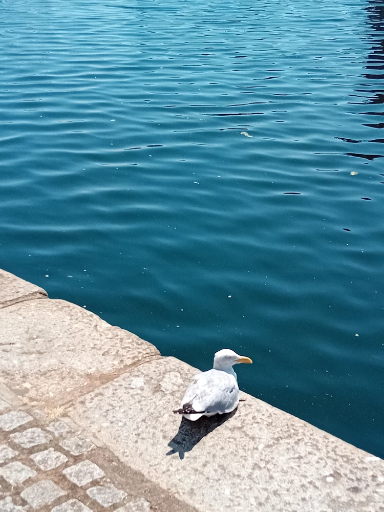 GIF uploaded by Saff