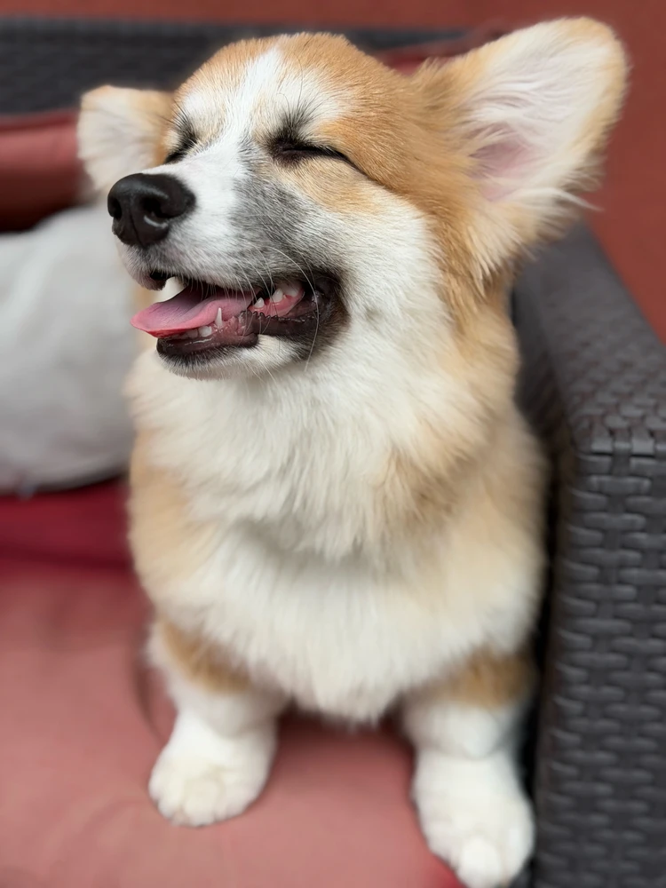 Sol