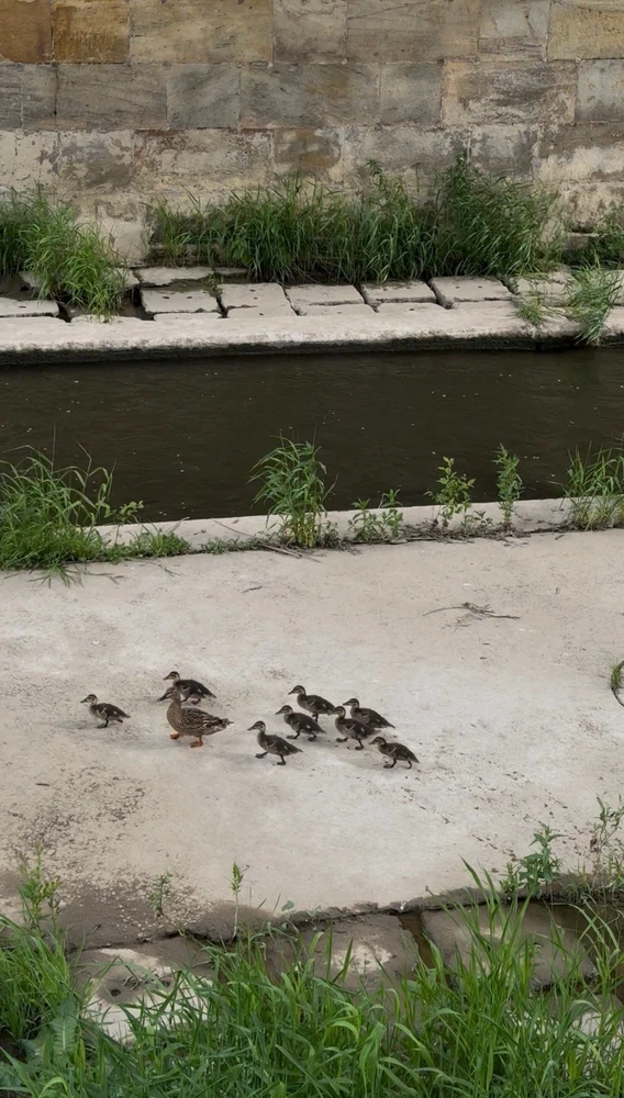 GIF uploaded by Ricarda