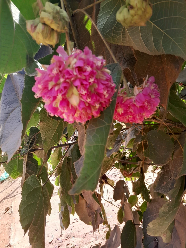 GIF uploaded by Josue bryan Fernandes