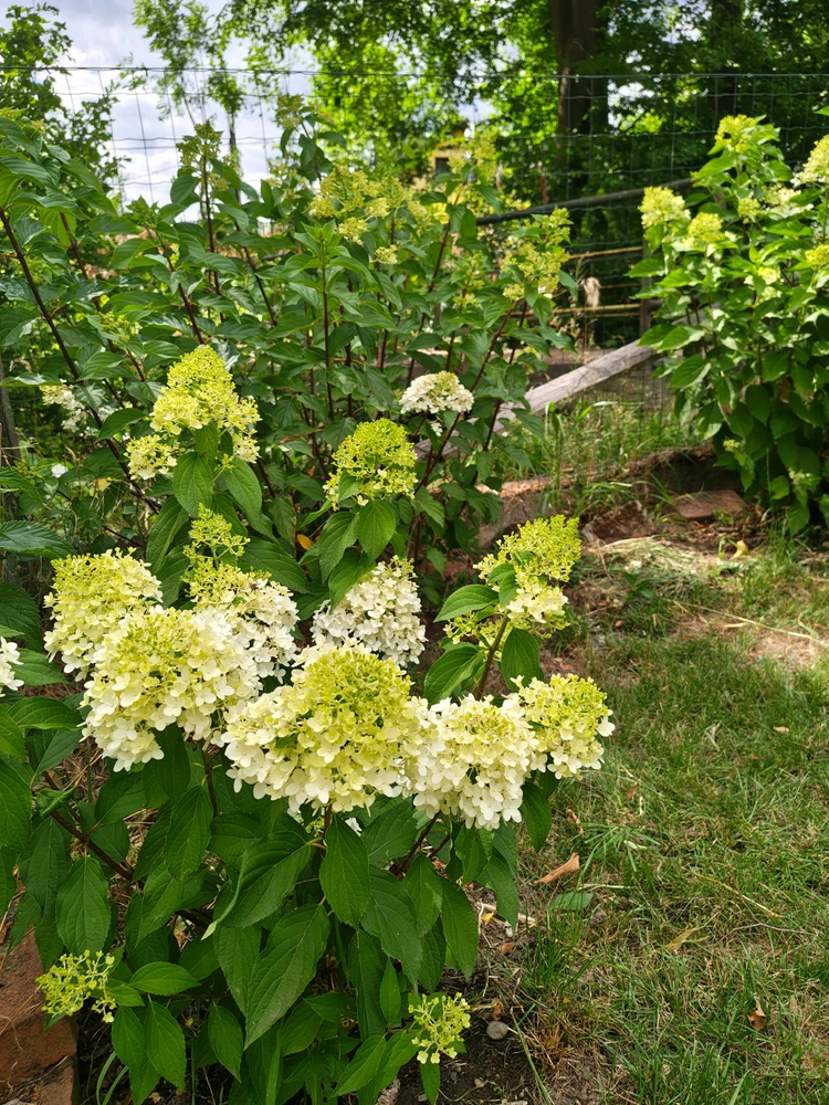 Image uploaded by Remii