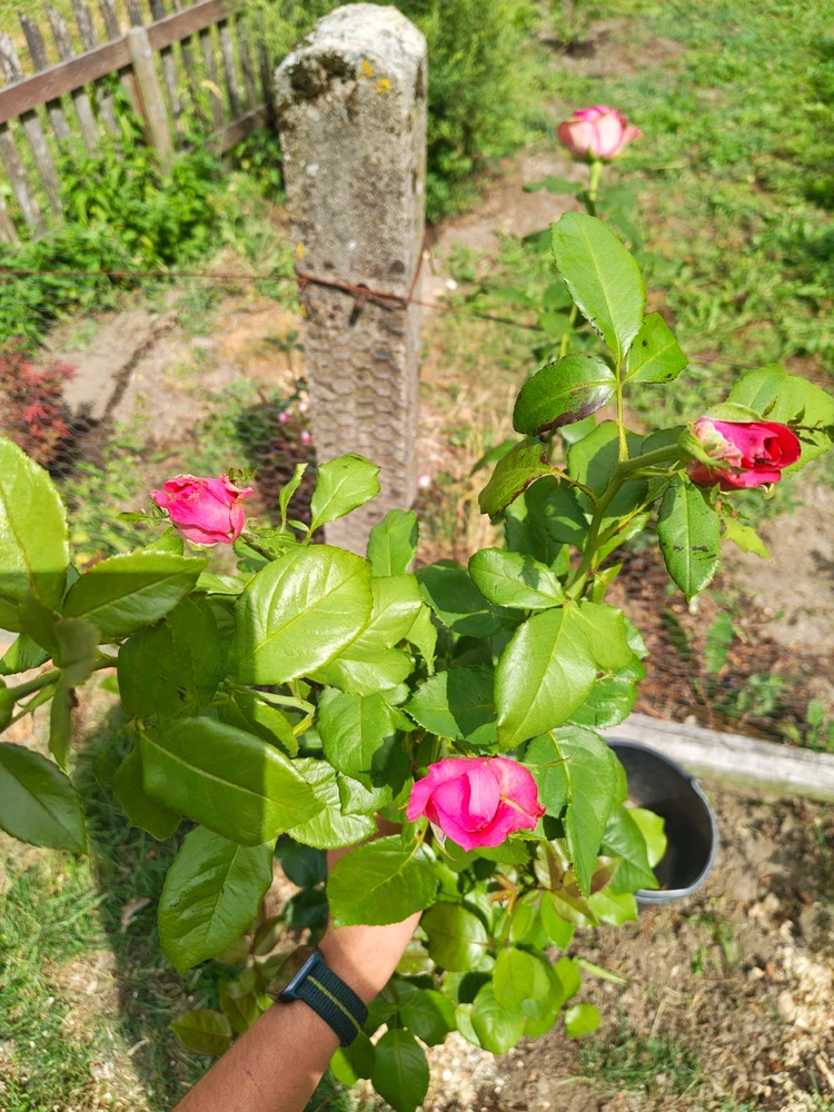 Image uploaded by Remii