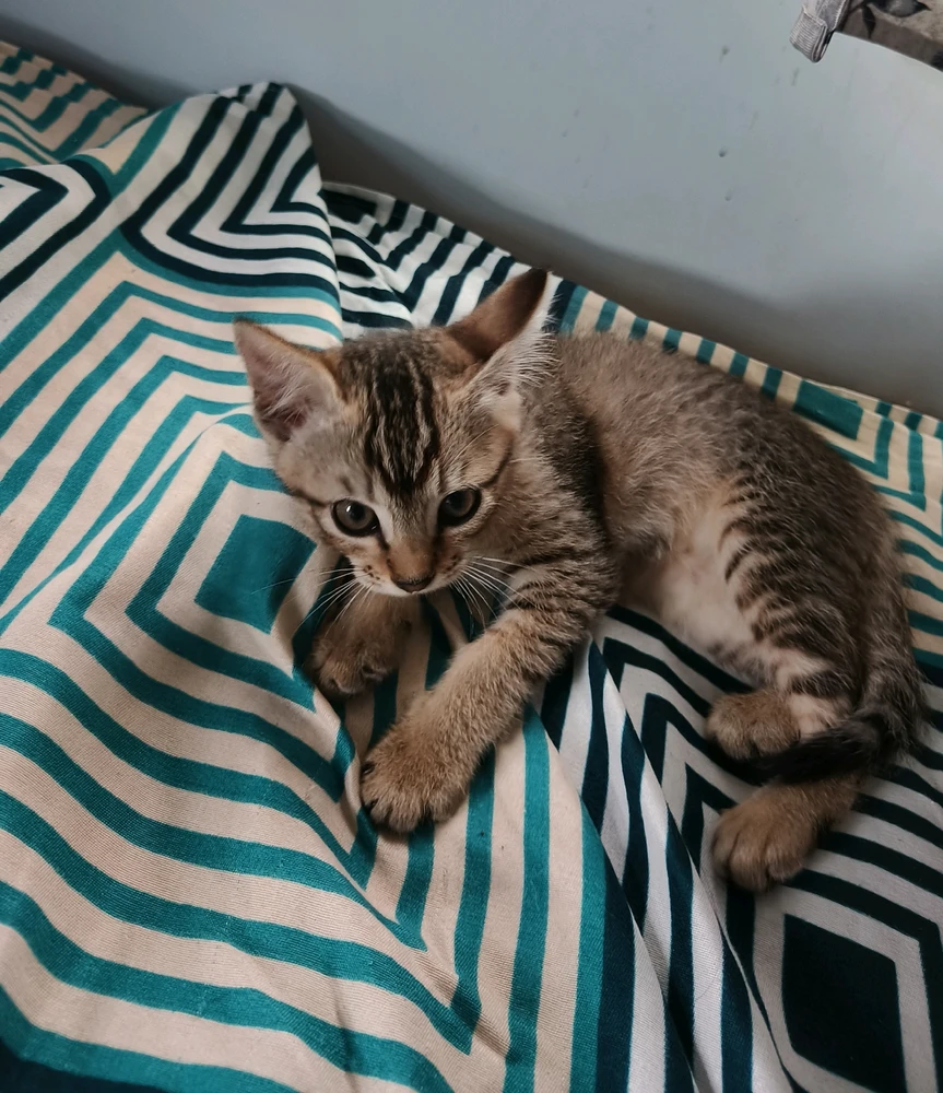 GIF uploaded by Api