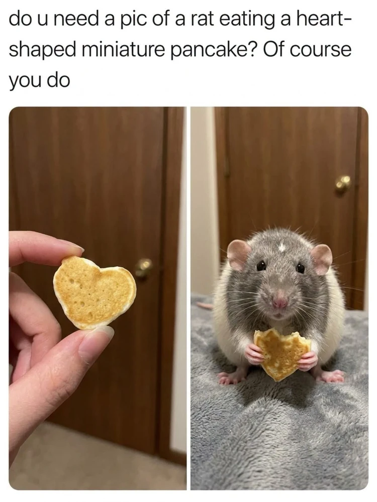 GIF ngarkuar nga ℳℴ𝓇𝓃𝒾𝓃ℊ𝓈𝓉𝒶𝓇