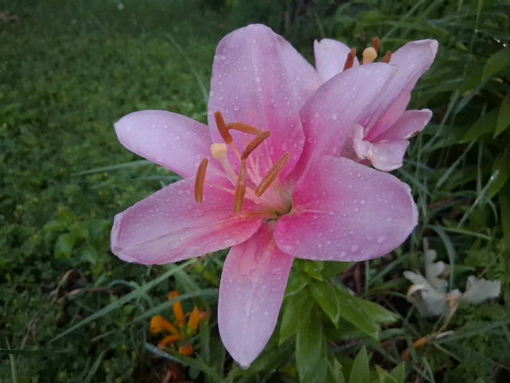 Gambar diunggah ku Kyrian