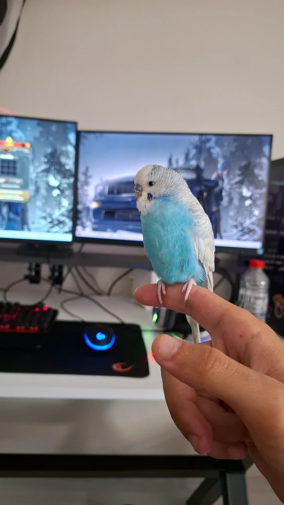 GIF uploaded by SkyGuy