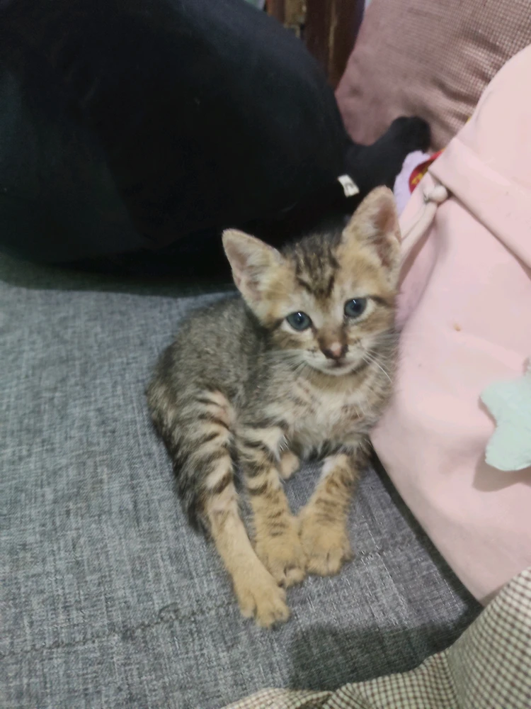 GIF uploaded by TheODDone