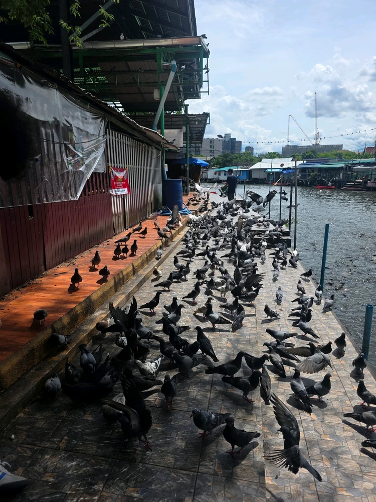 GIF uploaded by Pachcha