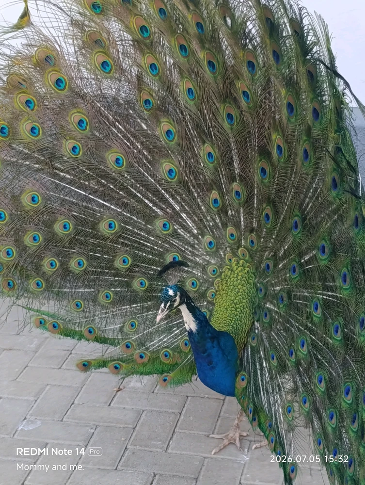 Immaġni mtellgħa minn Katryn