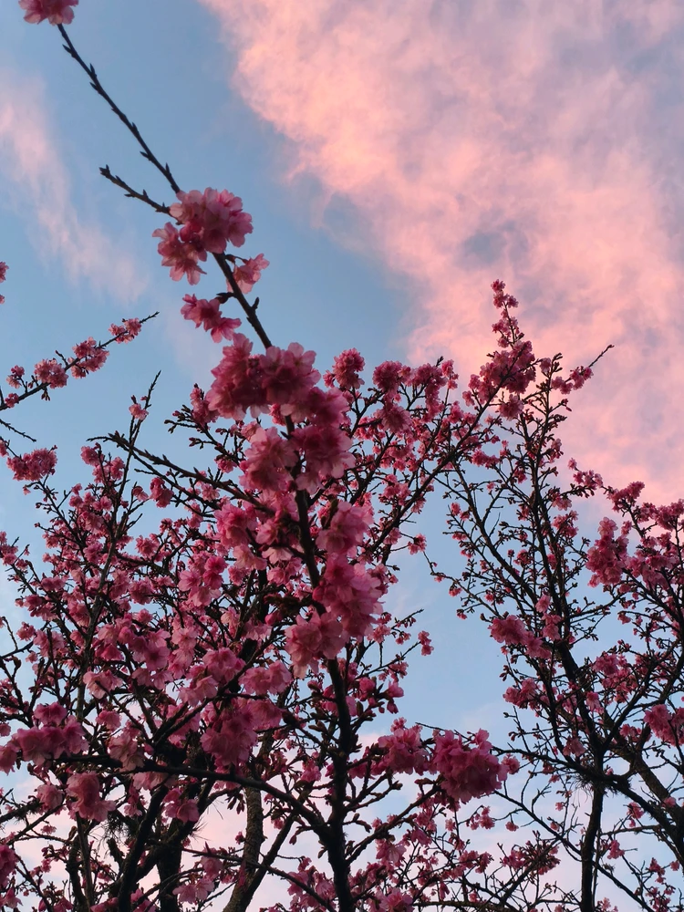 GIF uploaded by Kayo Kashiwaya