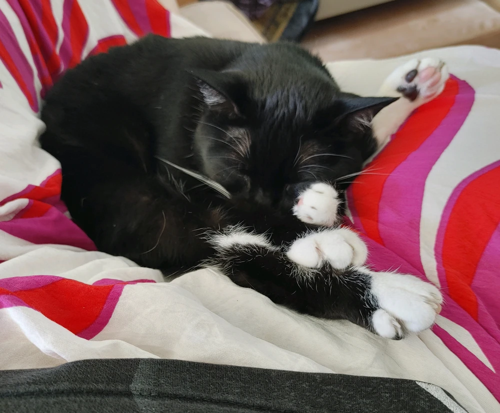 GIF hochgeladen von Theia