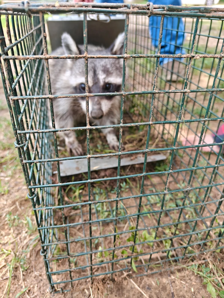 We released him back into the forest lol