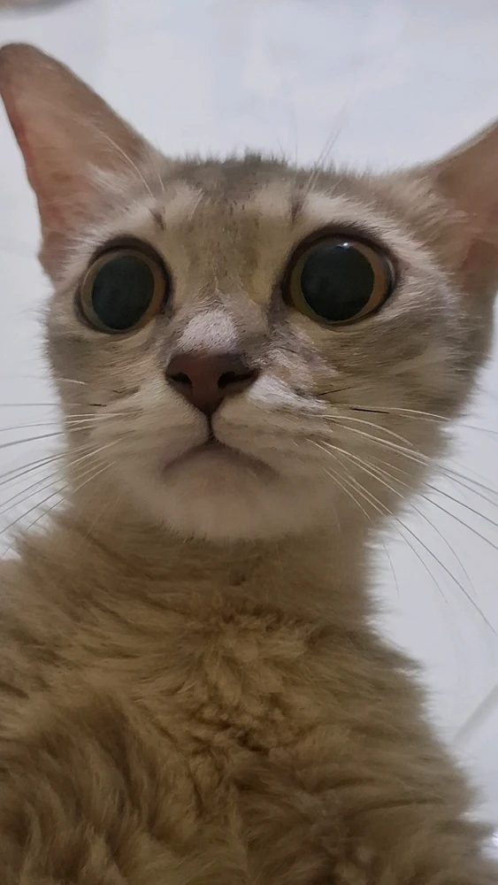 GIF diunggah ku Eliana