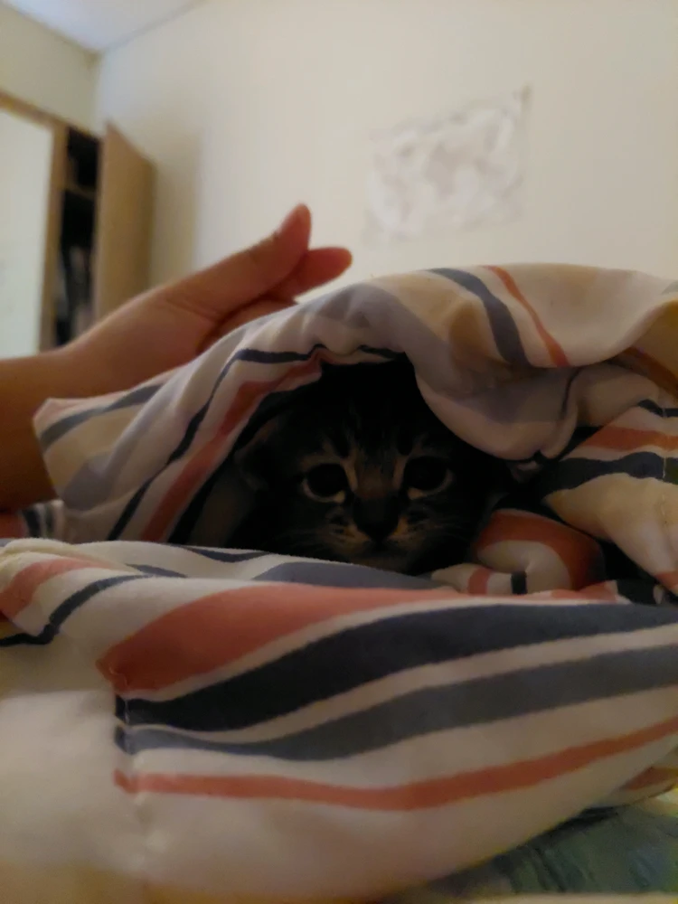 Sliku je postavio/la denita